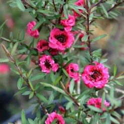Leptospermum Scoparium Winter Cheer -Eco Nest Store Leptospermum scoparium Winter Cheer 02