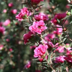 Leptospermum Scoparium Winter Cheer -Eco Nest Store Leptospermum scoparium Winter Cheer 03