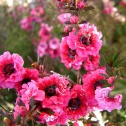 Leptospermum Scoparium Winter Cheer -Eco Nest Store Leptospermum scoparium Winter Cheer 04