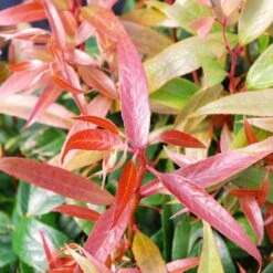 Leucothoe Keiskei Burning Love -Eco Nest Store Leucothoe Burning Love 04