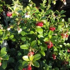 Lingonberry Little Miss Cherry -Eco Nest Store Lingonberry Little miss Cherry 1