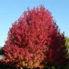 Liquidambar Styraciflua Lane Roberts -Eco Nest Store Liquidambarstyrac.LaneRoberts1