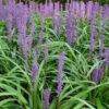 Liriope Muscari Moneymaker -Eco Nest Store LiriopemuscariMoneymaker
