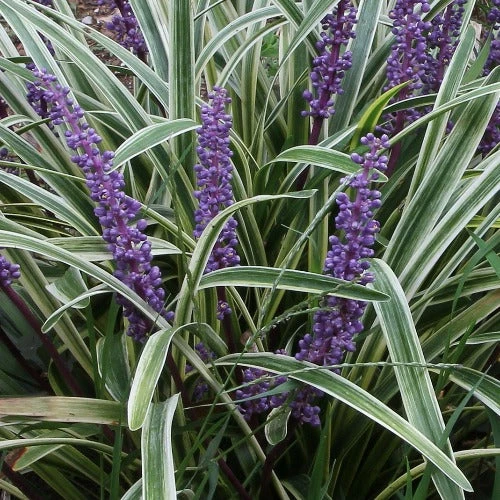 Liriope Muscari Variegata 3 Liriope Muscari Variegata