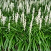 Liriope Muscari Monroe White -Eco Nest Store Liriopemuscari MonroeWhite 1