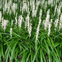 Liriope Muscari Monroe White