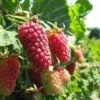 Loganberry Thornless
