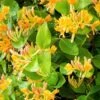 Lonicera Henryi Copper Beauty