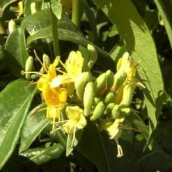 Lonicera Henryi Copper Beauty 12 Lonicera Henryi Copper Beauty -Eco Nest Store Lonicera Copper Beauty 04