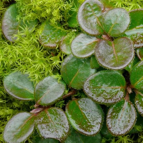 Lonicera Crassifolia 6 Lonicera Crassifolia - Image 4