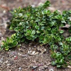 Lonicera Crassifolia 12 Lonicera Crassifolia -Eco Nest Store Lonicera crassifola 06