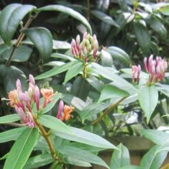 Lonicera Henryi -Eco Nest Store Lonicera henryi 04