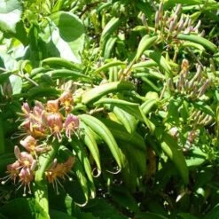Lonicera Henryi -Eco Nest Store Lonicera henryi 05