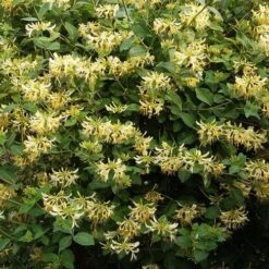 Lonicera Periclymenum Graham Thomas 10 Lonicera Periclymenum Graham Thomas -Eco Nest Store Lonicera pericly Graham Thomas 02
