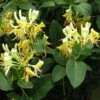 Lonicera Periclymenum Graham Thomas -Eco Nest Store Lonicera pericly Graham Thomas 05