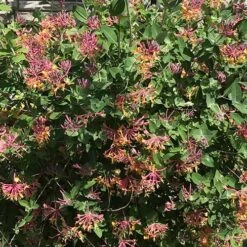 Lonicera X Heckrottii Gold Flame -Eco Nest Store Lonicera x heckrottii Gold Flame 01