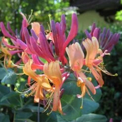 Lonicera X Heckrottii Gold Flame -Eco Nest Store Lonicera x heckrottii Gold Flame 02