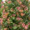 Lonicera X Heckrottii Gold Flame -Eco Nest Store Lonicera x heckrottii Gold Flame 03