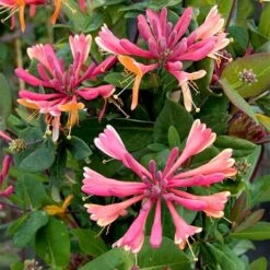 Lonicera X Heckrottii Gold Flame -Eco Nest Store Lonicera x heckrottii Gold Flame 04