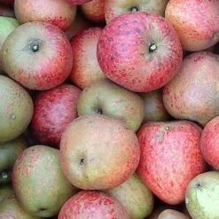 Apple Lord Hindlip -Eco Nest Store Lord Hindlip 04