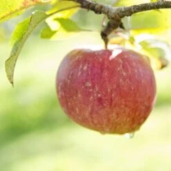 Apple Lord Lambourne -Eco Nest Store Lord Lambourne A01