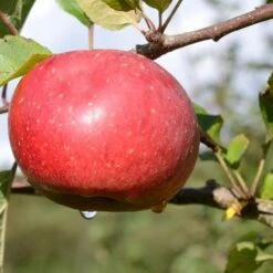 Apple Lord Lambourne -Eco Nest Store Lord Lambourne A02