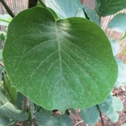 Magnolia Daybreak -Eco Nest Store Magnolia Daybreak 05