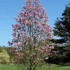 Magnolia Daybreak -Eco Nest Store Magnolia Daybreak 06