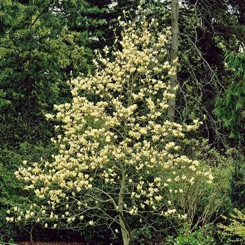 Magnolia X Brooklynensis Elizabeth 4 Magnolia X Brooklynensis Elizabeth - Image 2