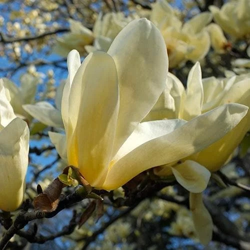 Magnolia X Brooklynensis Elizabeth 5 Magnolia X Brooklynensis Elizabeth - Image 3