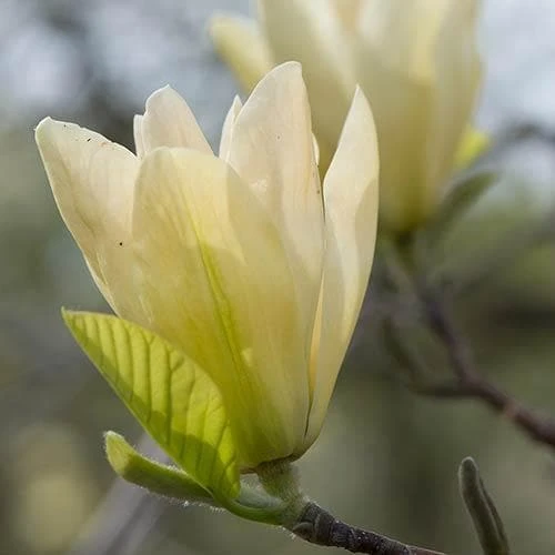 Magnolia X Brooklynensis Elizabeth 7 Magnolia X Brooklynensis Elizabeth - Image 5