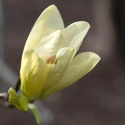 Magnolia X Brooklynensis Elizabeth 9 Magnolia X Brooklynensis Elizabeth - Image 7