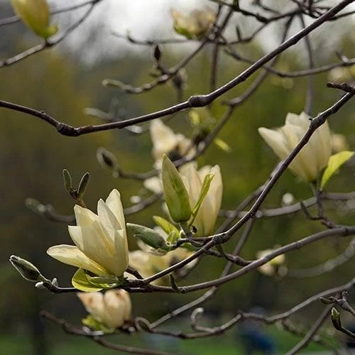 Magnolia X Brooklynensis Elizabeth 8 Magnolia X Brooklynensis Elizabeth - Image 6