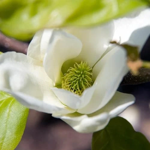 Magnolia X Brooklynensis Elizabeth 10 Magnolia X Brooklynensis Elizabeth - Image 8