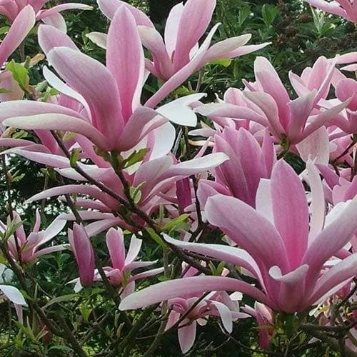 Magnolia George Henry Kern 4 Magnolia George Henry Kern - Image 2