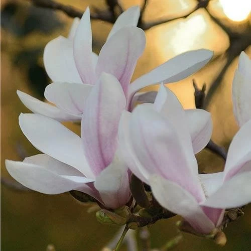 Magnolia George Henry Kern 5 Magnolia George Henry Kern - Image 3