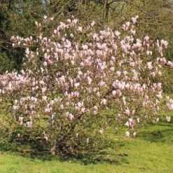 Magnolia George Henry Kern 9 Magnolia George Henry Kern -Eco Nest Store Magnolia George Henry Kern 04