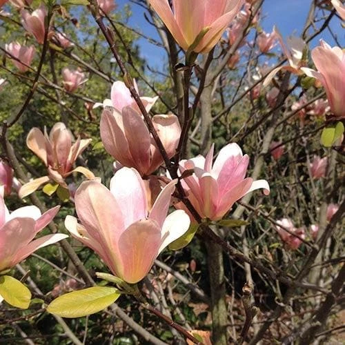 Magnolia Peachy 3 Magnolia Peachy