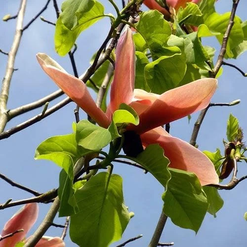 Magnolia Peachy 6 Magnolia Peachy - Image 4