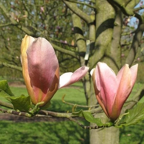 Magnolia Peachy 8 Magnolia Peachy - Image 6
