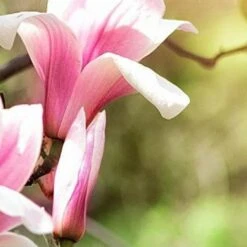 Magnolia Ricki -Eco Nest Store Magnolia Ricki 01