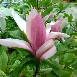 Magnolia Ricki -Eco Nest Store Magnolia Ricki 03