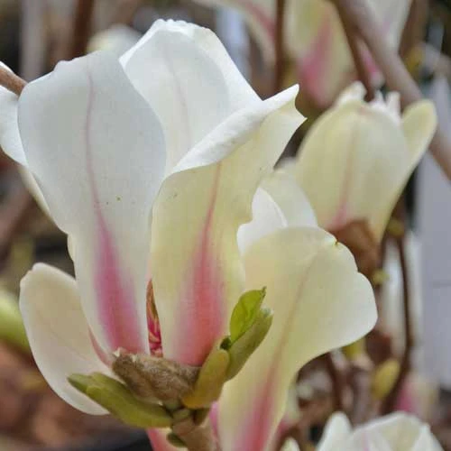 Magnolia Denudata Sunrise 3 Magnolia Denudata Sunrise