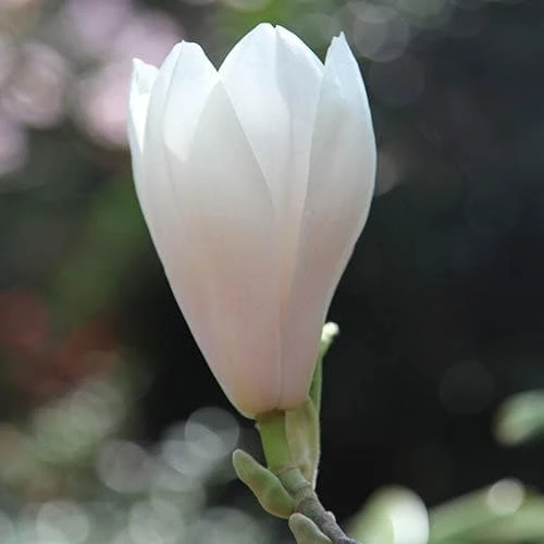 Magnolia X Soulangeana Alba Superba 4 Magnolia X Soulangeana Alba Superba - Image 2