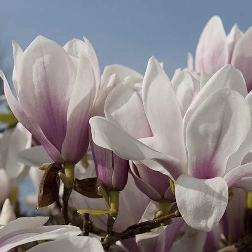 Magnolia X Soulangeana Alba Superba 3 Magnolia X Soulangeana Alba Superba