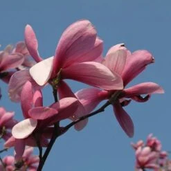 Magnolia Galaxy 10 Magnolia Galaxy -Eco Nest Store Magnolia Galaxy 01