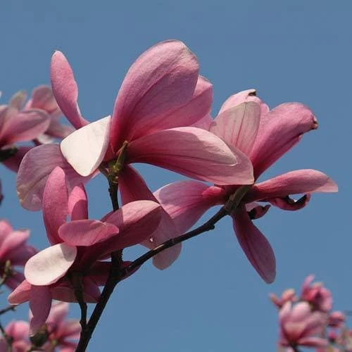 Magnolia Galaxy 5 Magnolia Galaxy - Image 3