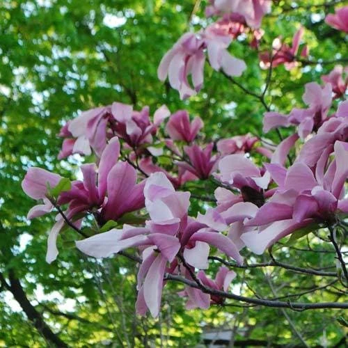 Magnolia Galaxy 6 Magnolia Galaxy - Image 4