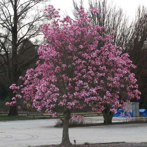 Magnolia Galaxy 7 Magnolia Galaxy - Image 5