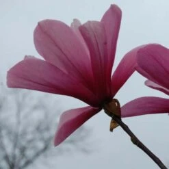 Magnolia Galaxy 13 Magnolia Galaxy -Eco Nest Store Magnolia Galaxy 06